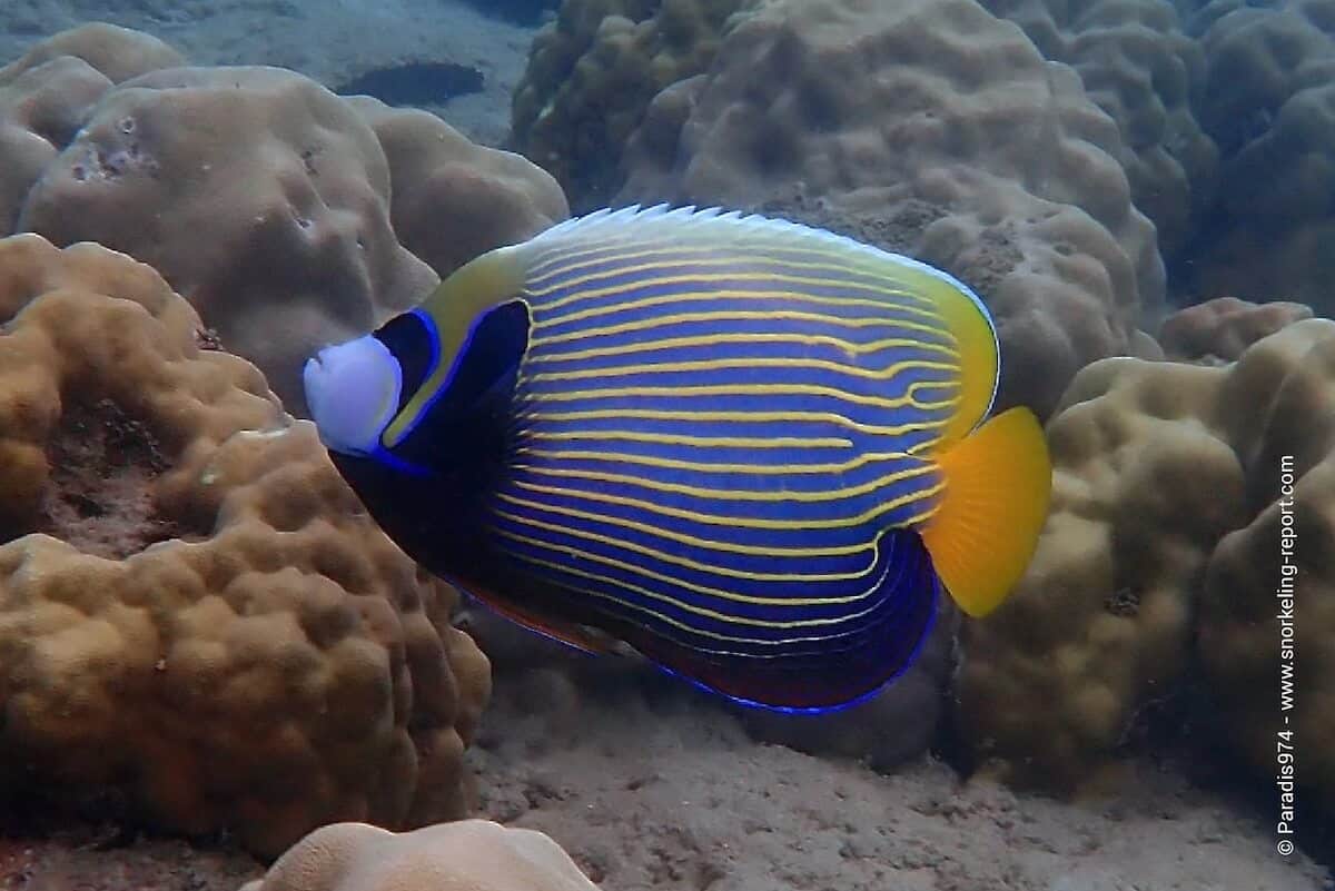 Emperor angelfish at Elephant Beach, Havelock Island