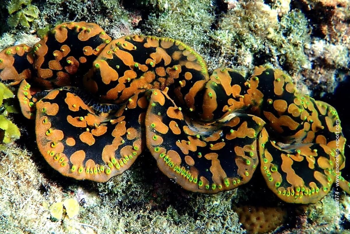 Giant clam at Nemo Beach