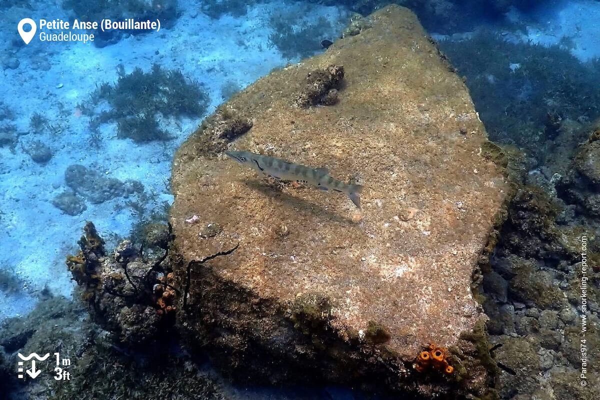 Juvenile Great barracuda at Petite Anse