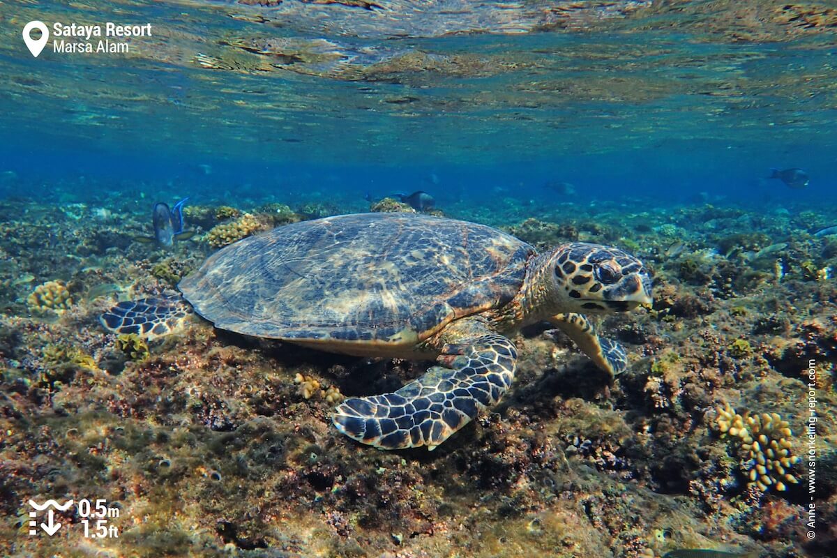 Hawksbill sea turtle at Sataya Resort