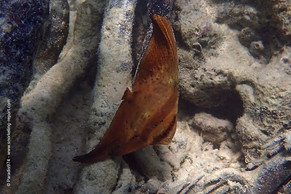 Juvenile orbicular batfish at Nemo Beach