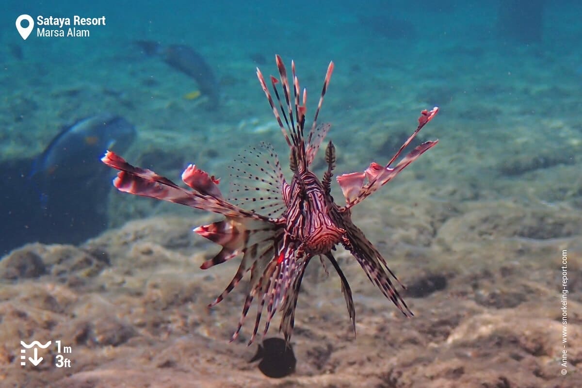 Lionfish at Sataya Resort