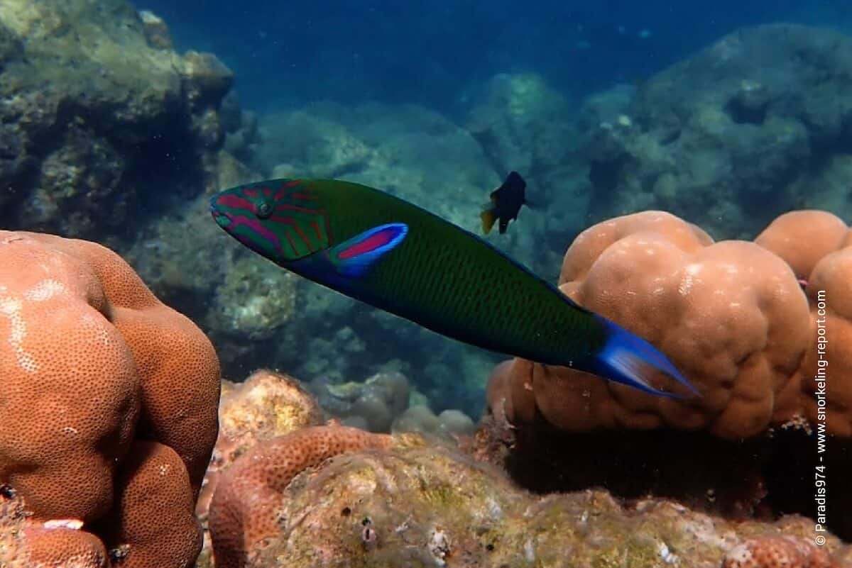 Moon wrasse at Elephant Beach