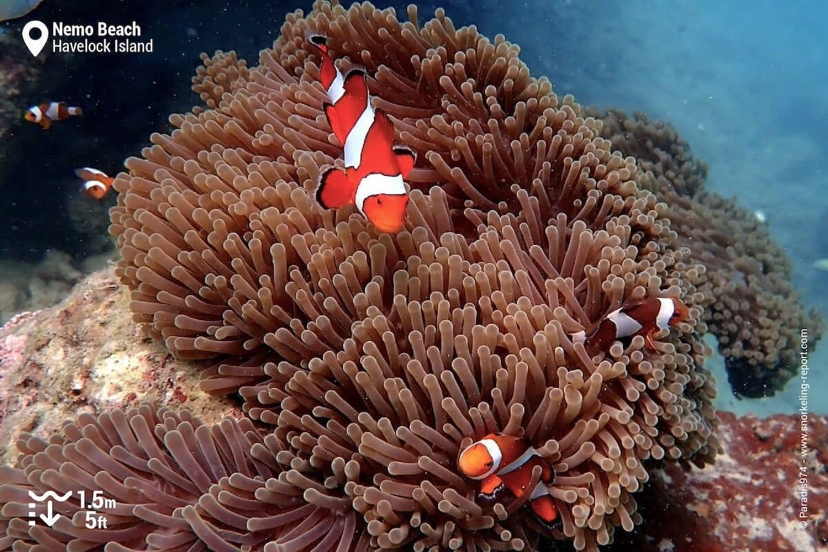 Ocellaris anemonefish at Nemo Beach, Havelock