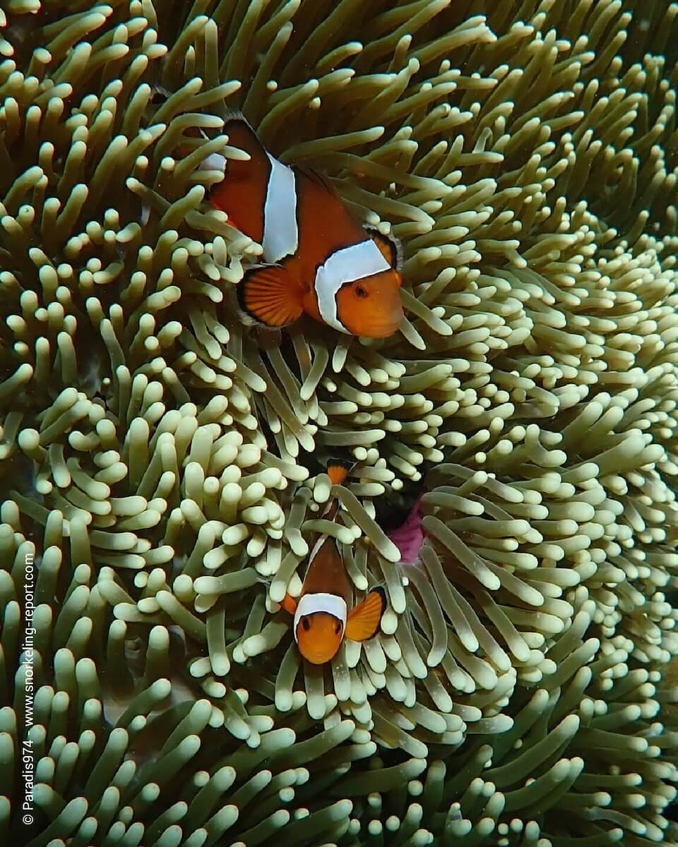 Ocellaris anemonefish at Nemo Beach, Havelock Island
