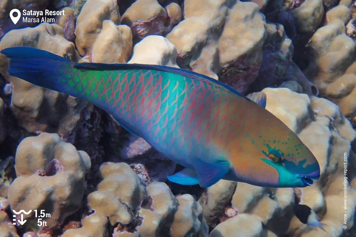 Rusty parrotfish at Sataya Resort