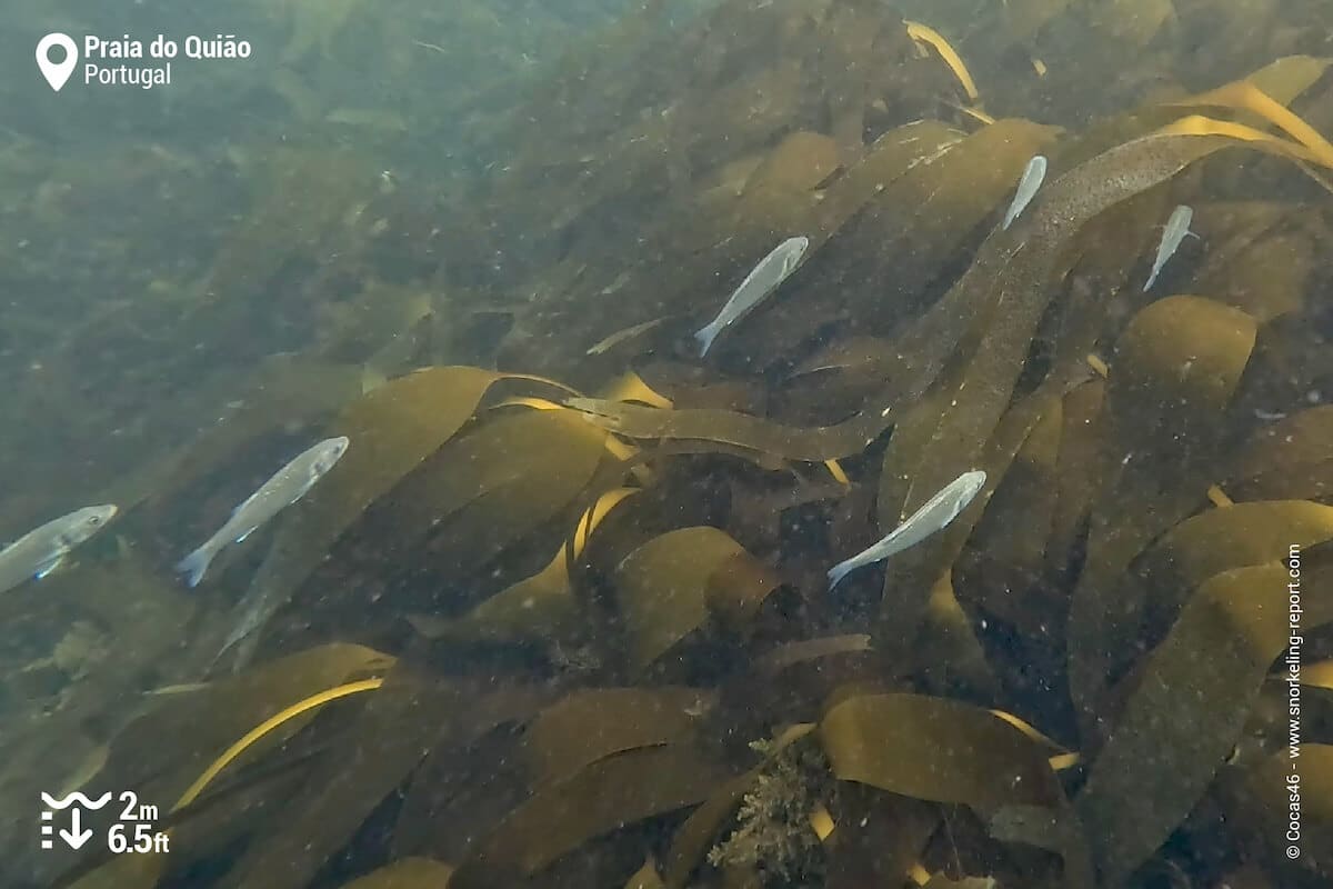 School of seabass over kelp