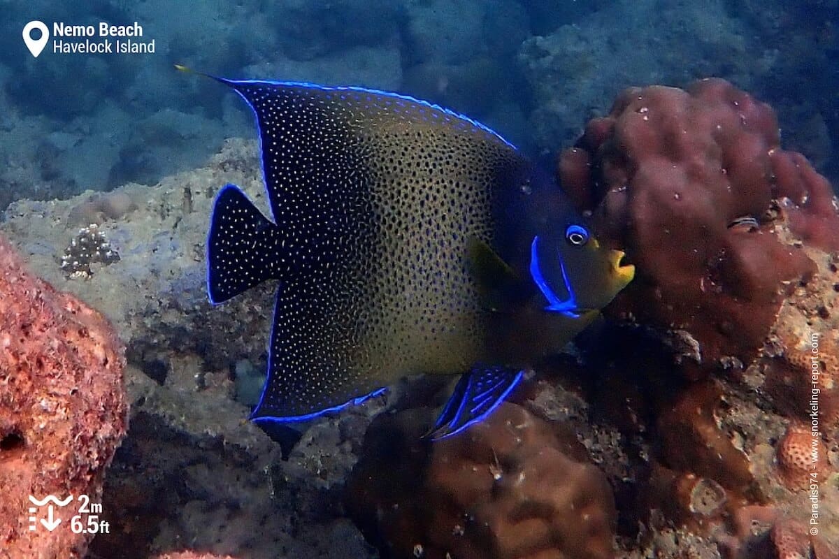 Semicircle angelfish at Nemo Beach