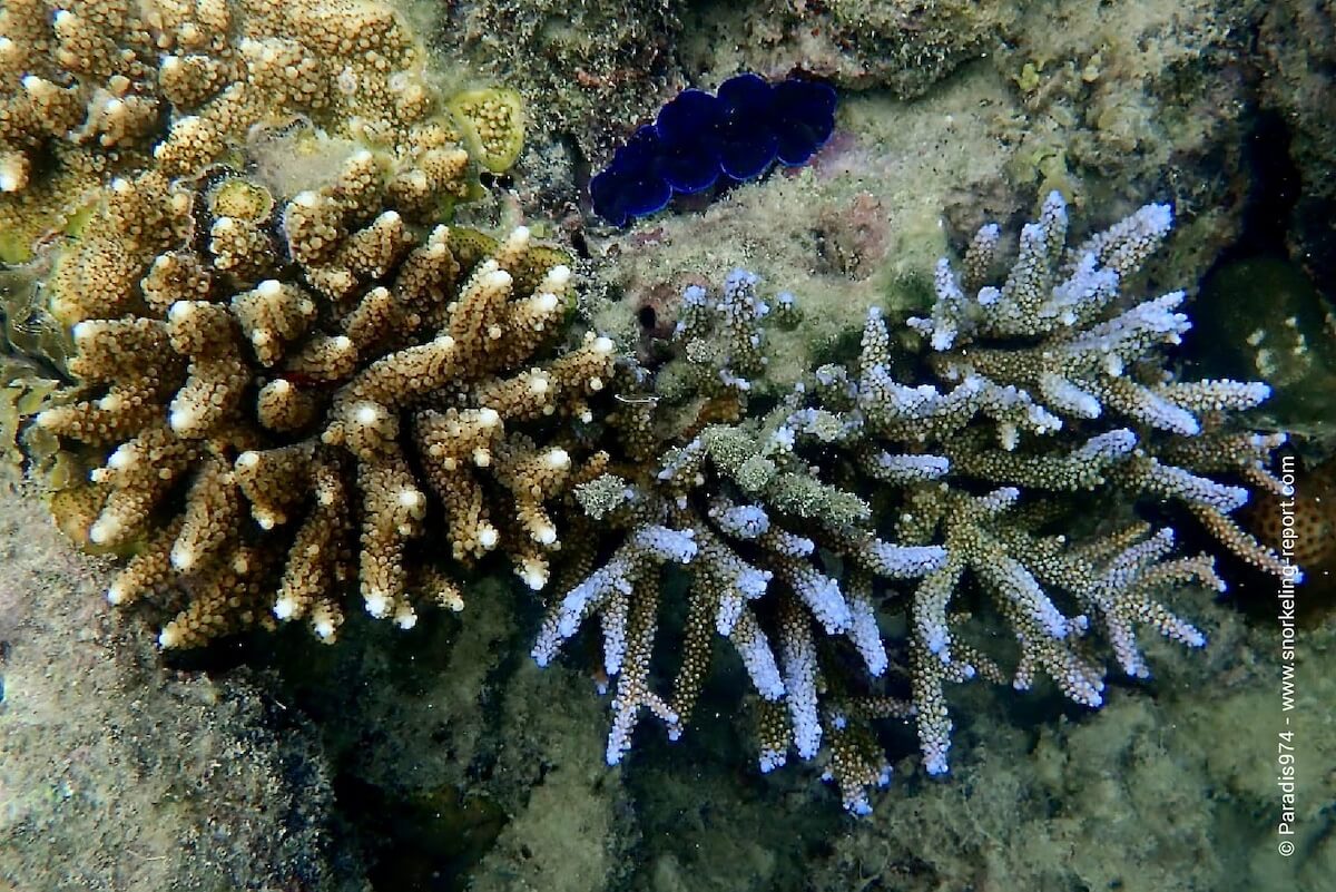 Small corals at Havelock Island