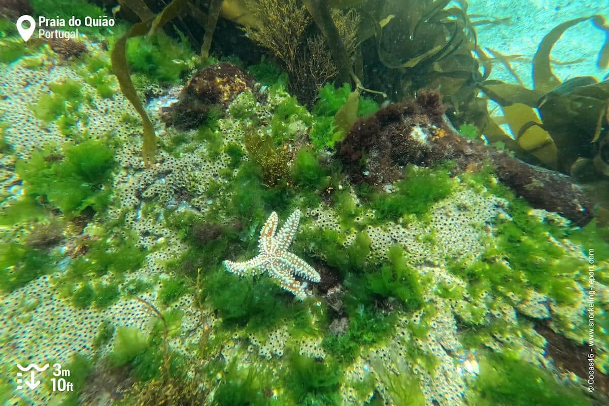 Spiny sea star on the rocky beds of Praia do Quiao