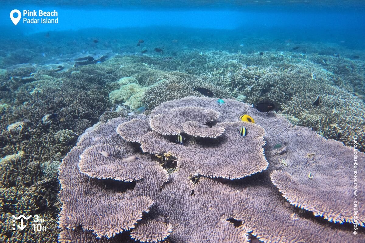 Tabular coral at Pink Beach