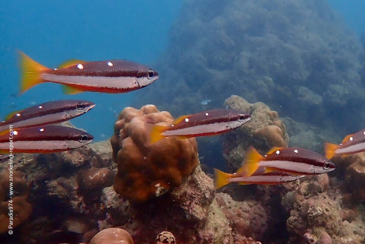 School of Twospot snappers at Havelock Island