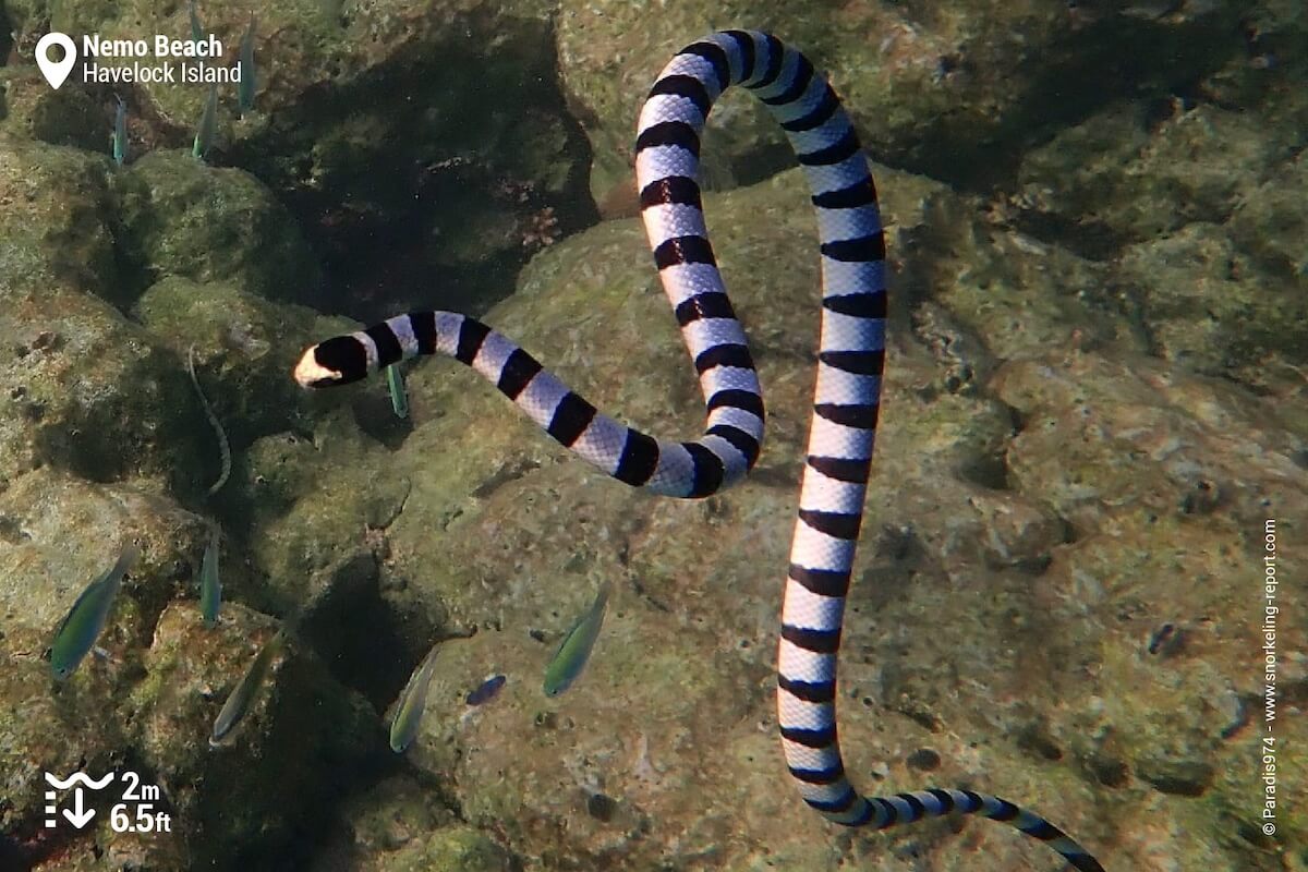 Yellow-lipped sea krait at Nemo Beach