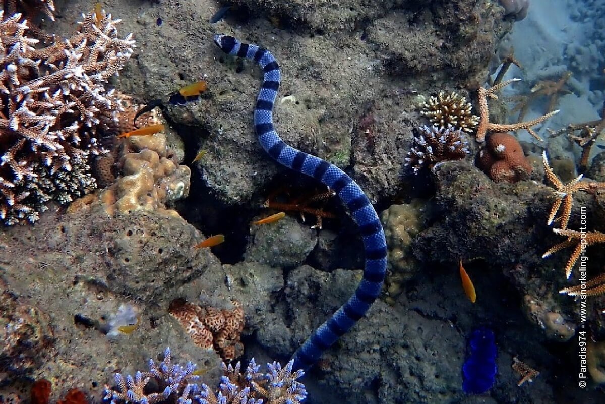 Yellow-lipped sea krait at Elephant Beach