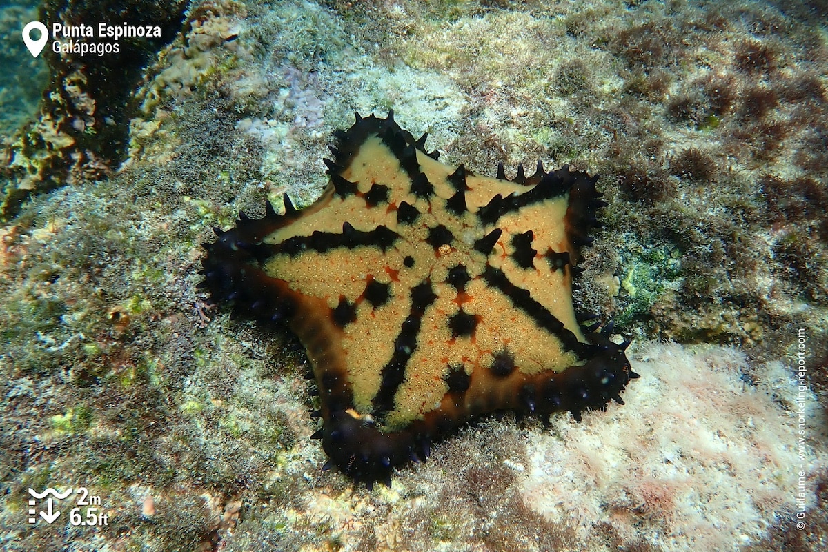 Chocolate sea star at Punta Espinoza