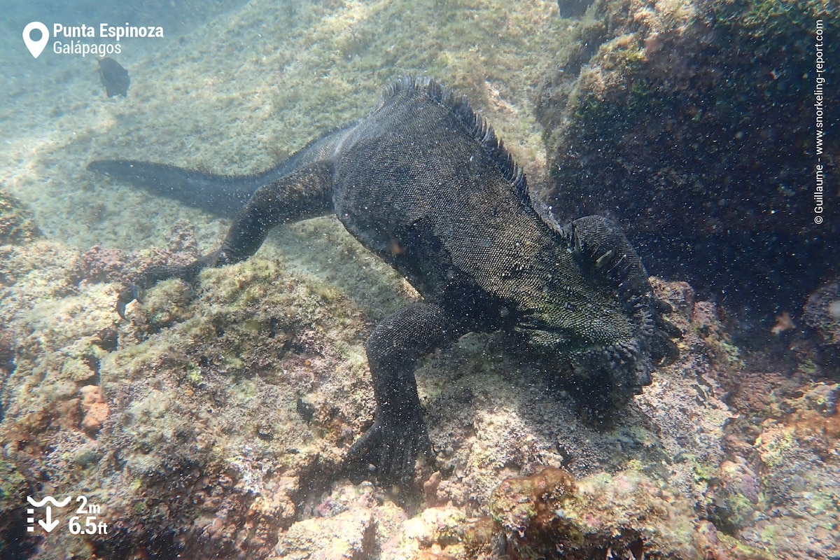 Feeding marine iguana at Punta Espinoza