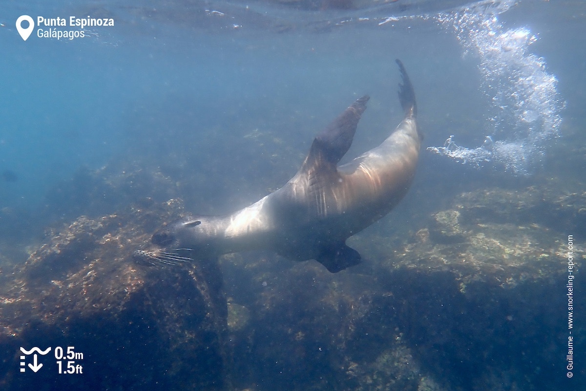 Galapagos sea lion at Punta Espinoza