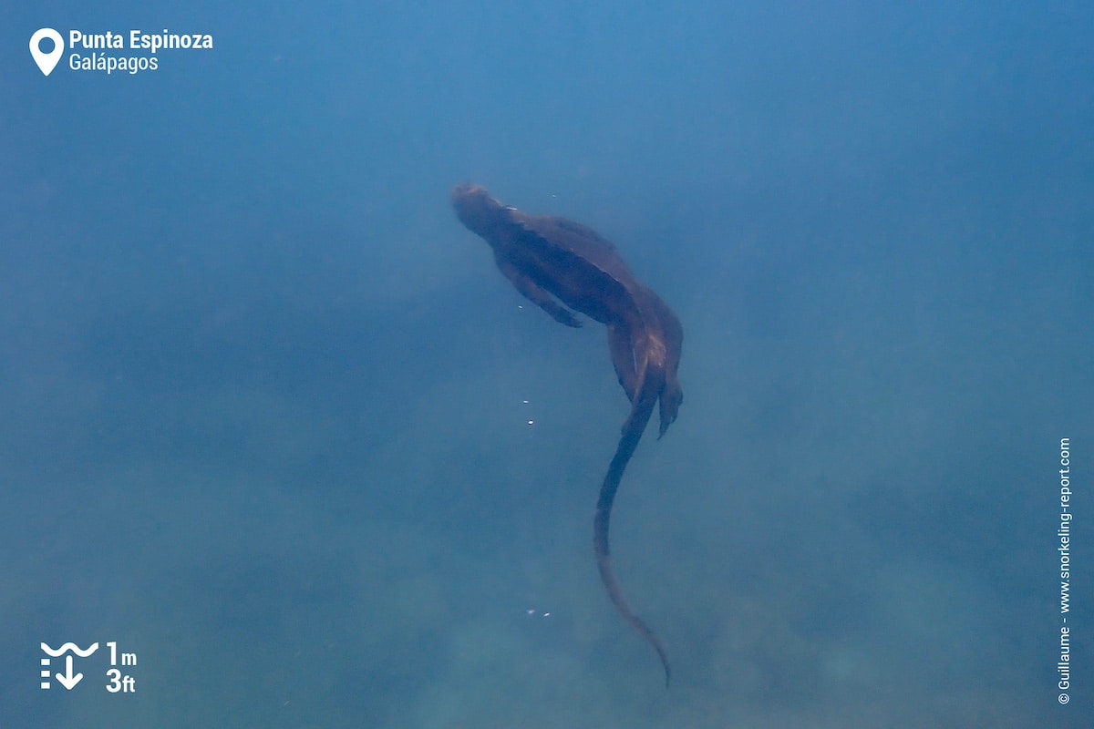 Swimming marine iguana at Punta Espinoza