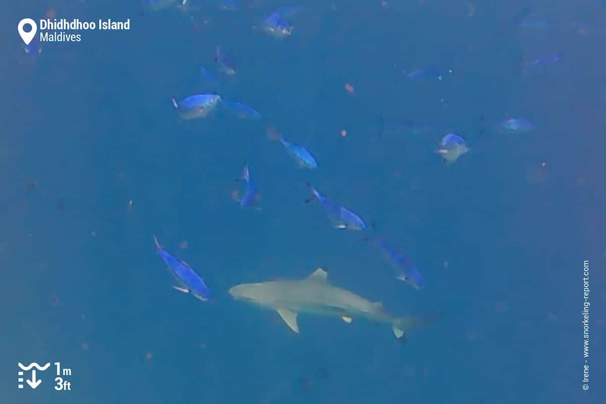Blacktip reef shark and fusiliers