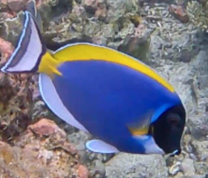 Dhidhdhoo