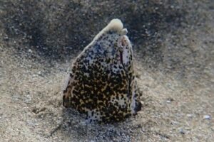 Callechelys marmorata
