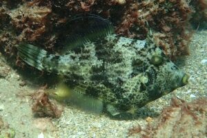Stephanolepis diaspros