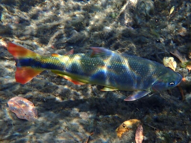 Brycon hilarii