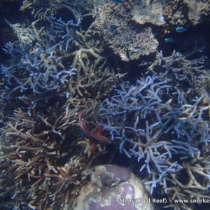 Snorkeling at Opal Reef | Snorkeling the Great Barrier Reef, Australia