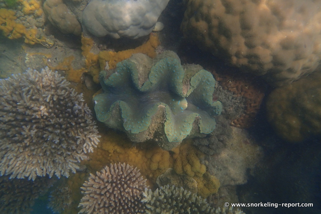 Snorkeling Fitzroy Island | Snorkeling the Great Barrier Reef, Australia