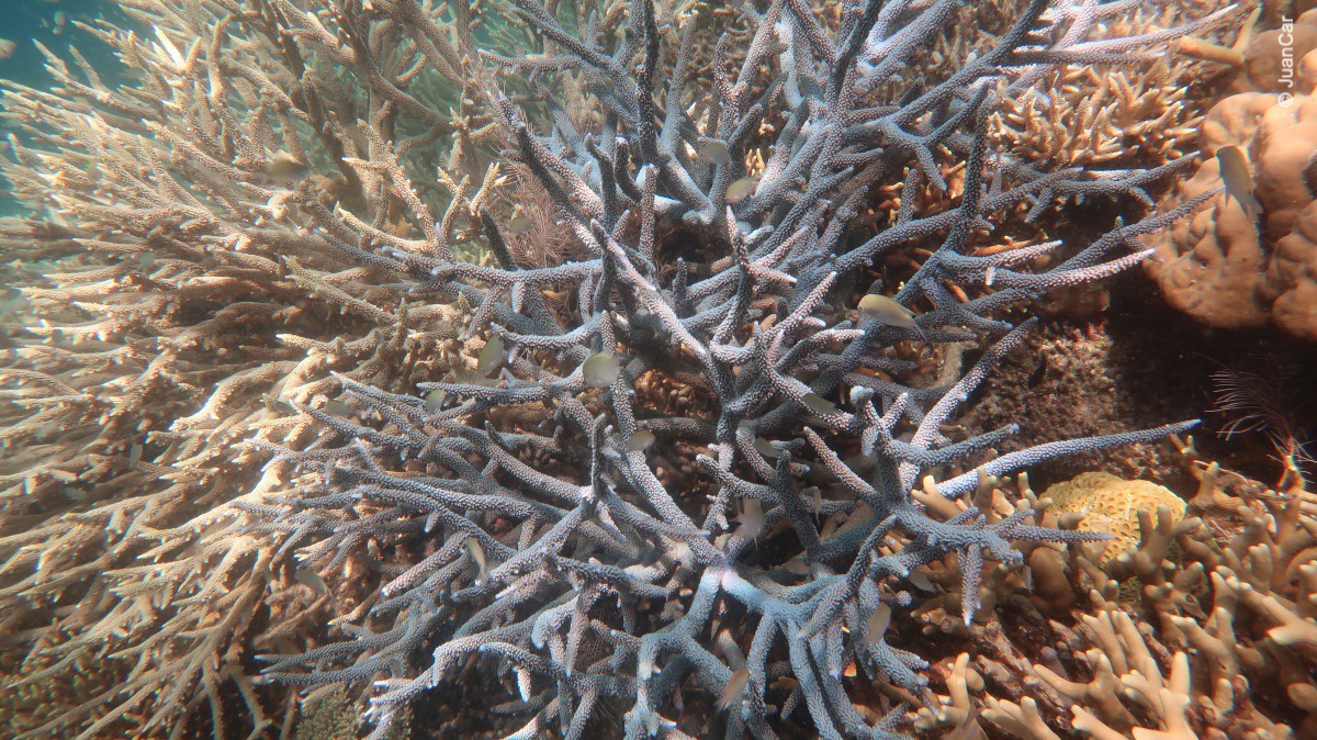 Snorkeling in Lusong Coral Garden, Coron | Snorkeling in Philippines