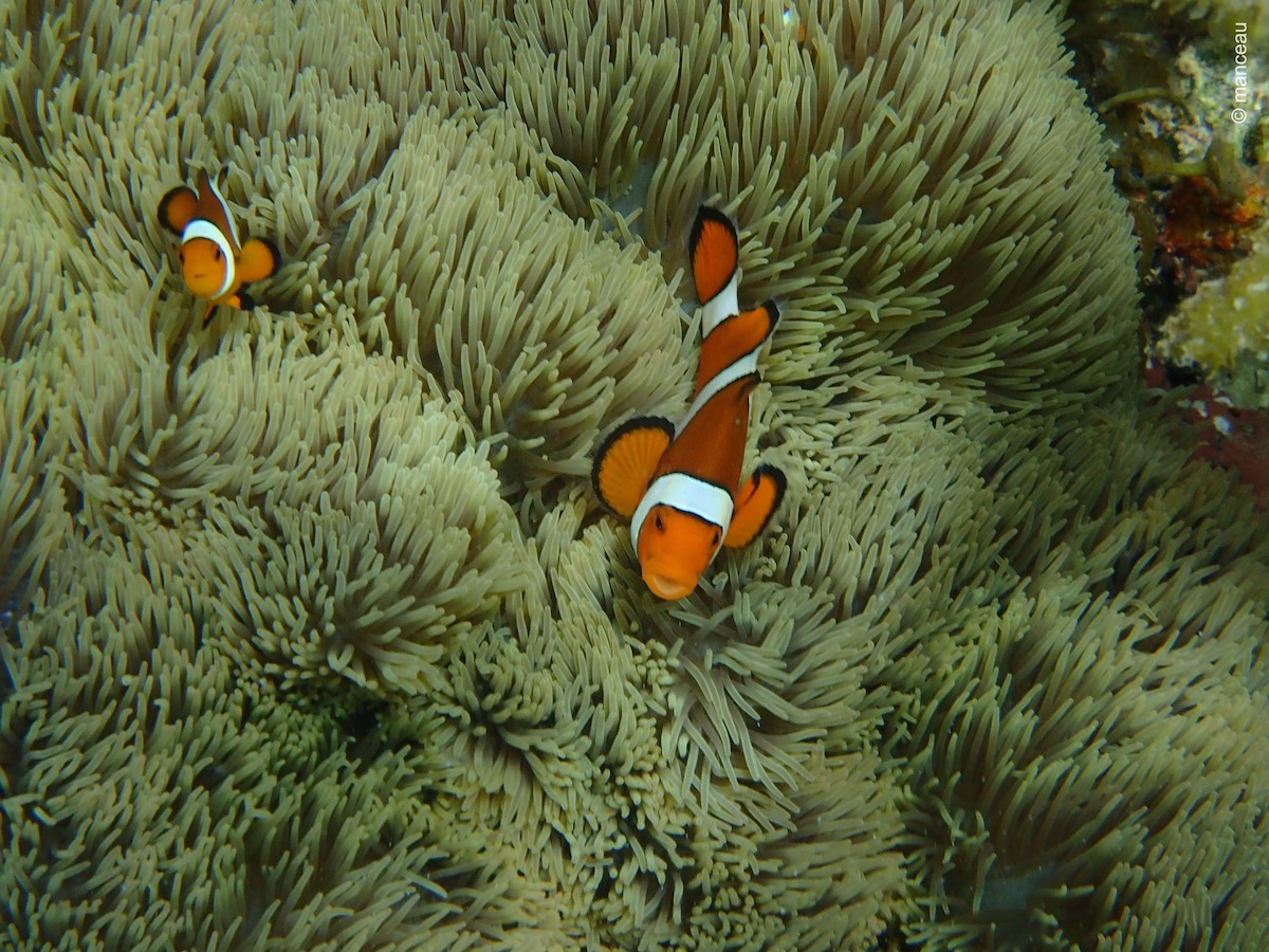 Amphiprion ocellaris - Ocellaris clownfish | Snorkeling Report