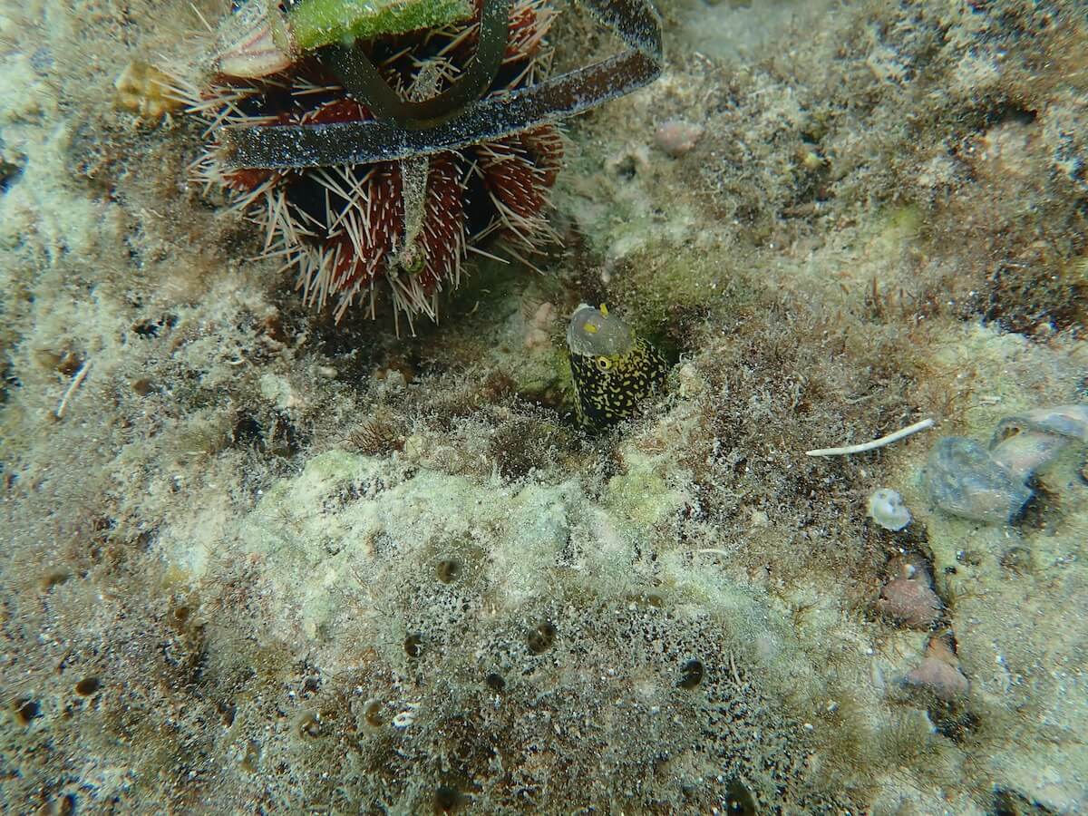 Snorkeling in Pingwe Beach, Michamvi Peninsula | Snorkeling in Zanzibar