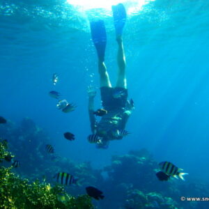 efterklang der ovre strømper Snorkeling South Beach Reef | Snorkeling Aqaba Marine Park, Jordan