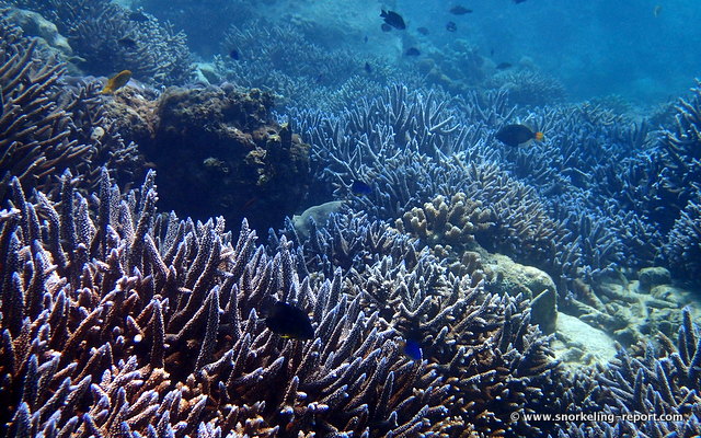 Snorkeling in Anse Soleil, Mahé Island | Snorkeling in Seychelles