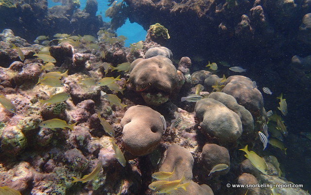 Snorkeling Playa del Carmen, Mayan Riviera | Snorkeling in Mexico