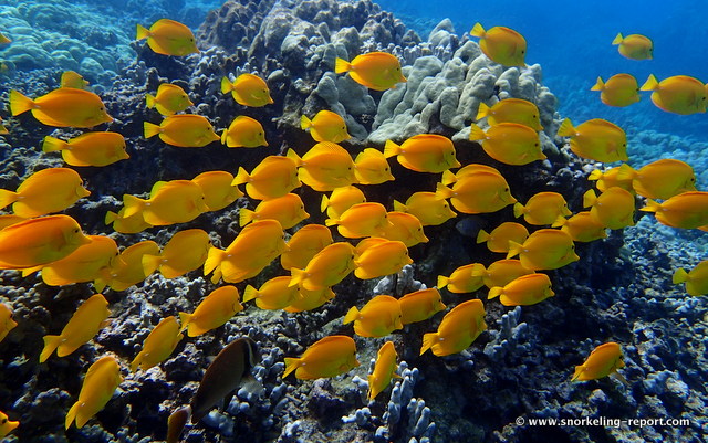 Snorkeling in Two Step, Honaunau Bay | Snorkeling the Big Island of Hawaii