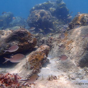 Snorkeling at Pain de Sucre Beach, Les Saintes | Snorkeling in Guadeloupe