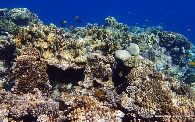 Snorkeling at Dahab's Blue Hole | Snorkeling in the Red Sea