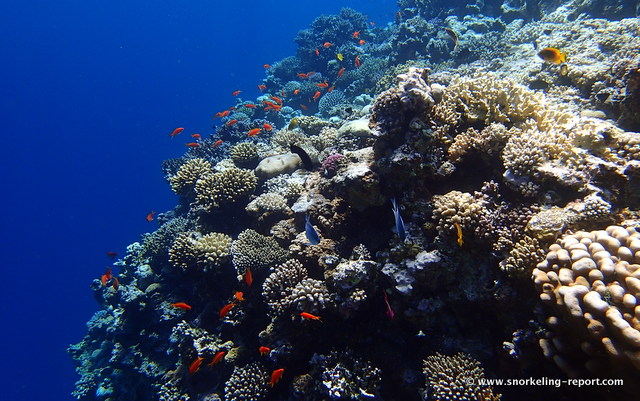 Snorkeling at Dahab's Blue Hole | Snorkeling in the Red Sea