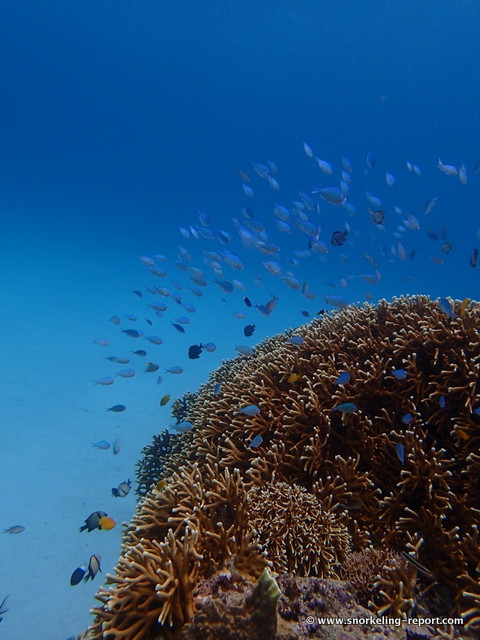 Snorkeling at Furuzamami Beach, Kerama Islands | Snorkeling in Okinawa