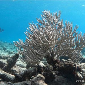 Snorkeling at Mangel Halto Coral Reef | Snorkeling in Aruba