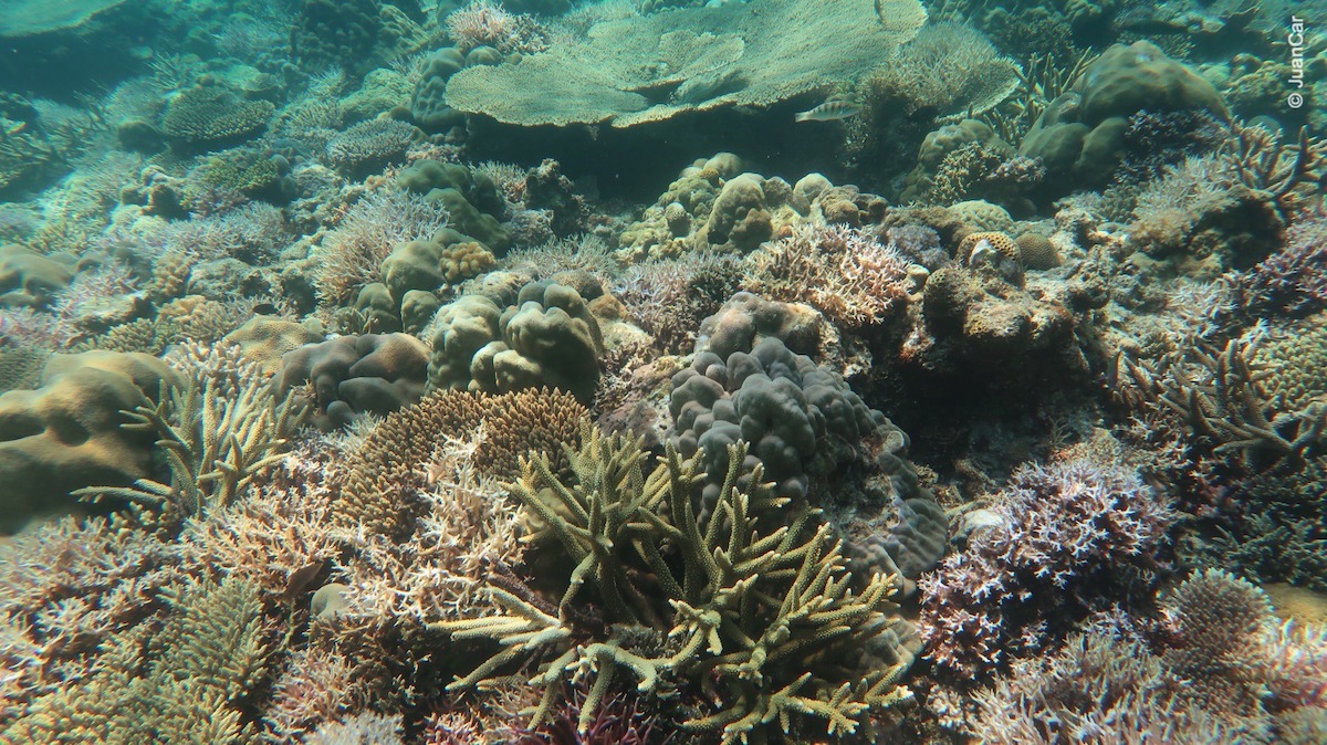 Snorkeling El Nido, Palawan - Tour C | Snorkeling in Philippines