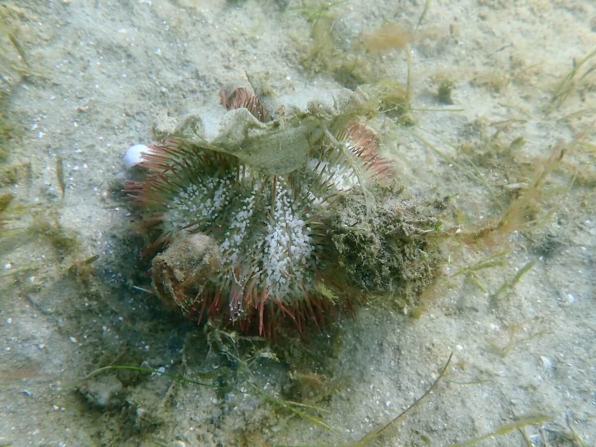 Lytechinus variegatus - Variegated urchin | Snorkeling Report