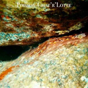 Poisson-ChatrLotte