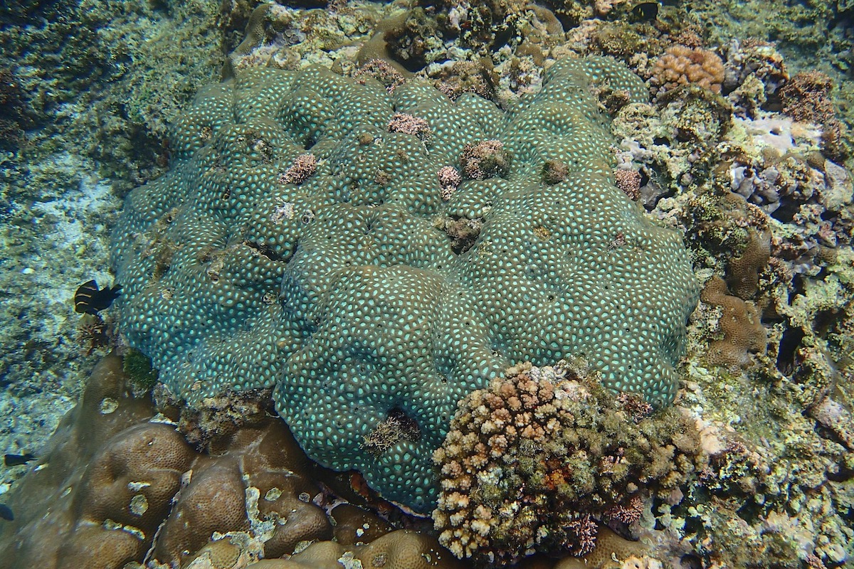 Snorkeling at FaiFai Beach, Tamuning | Snorkeling in Guam