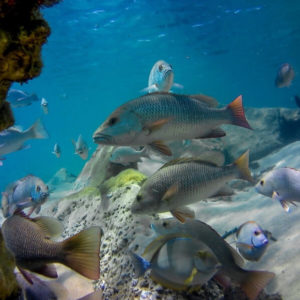 Remora