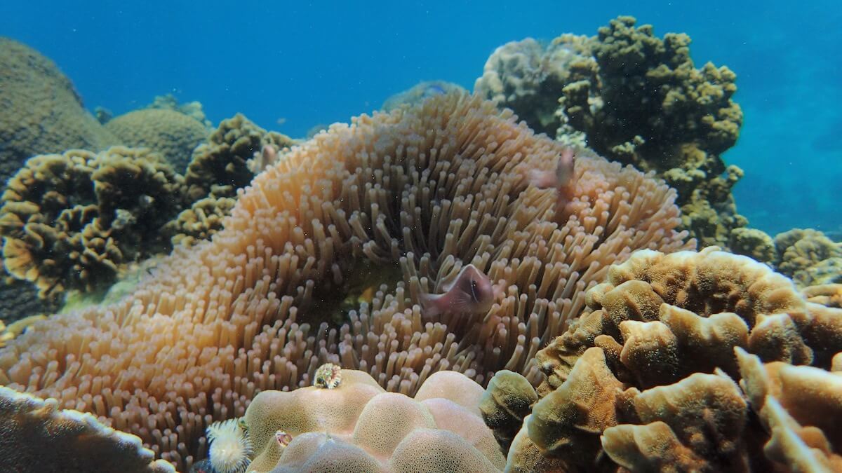 Snorkeling Koh Nang Yuan | Koh Tao | Thailand