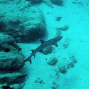 Snorkeling at Granito de Oro | Isla Coiba | Panama