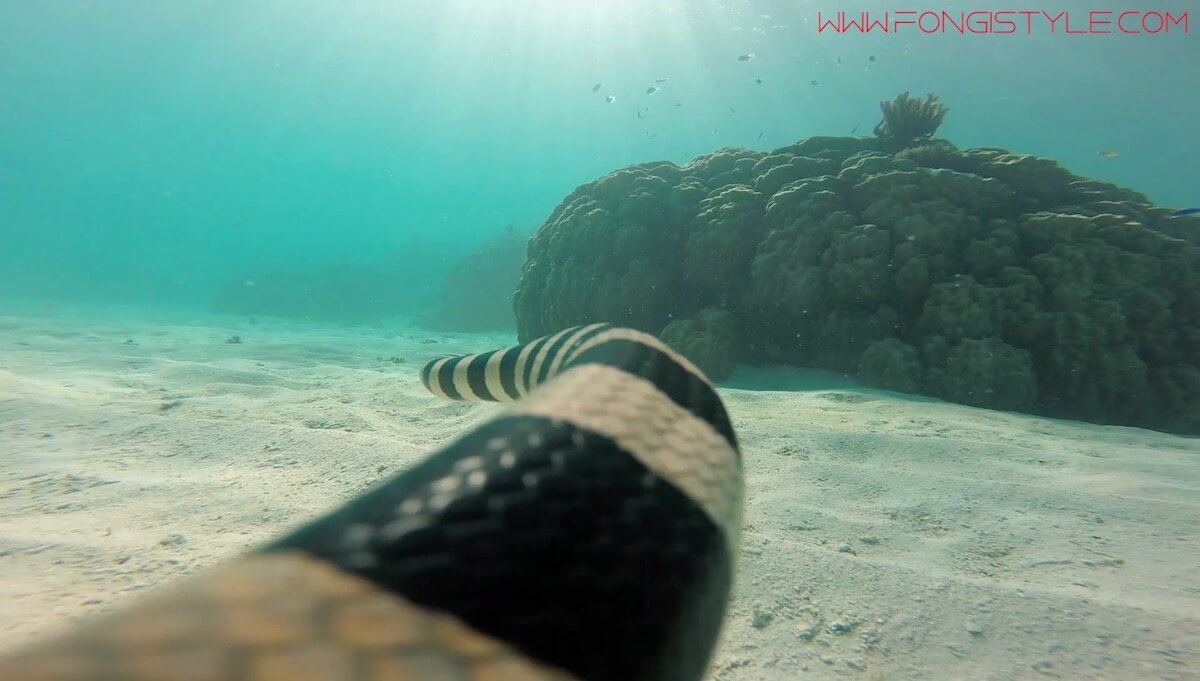 Snorkeling with Sea Turtles at Ilot Signal | Snorkeling New Caledonia