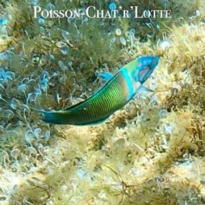 Poisson-ChatrLotte